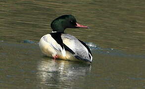 Common Merganser