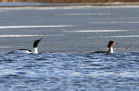 Common Merganser