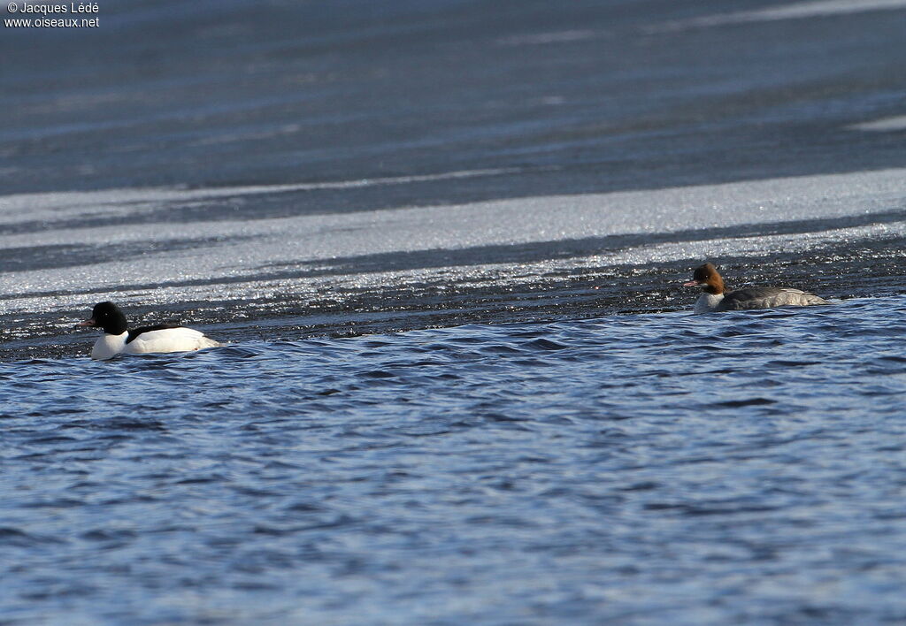 Common Merganser