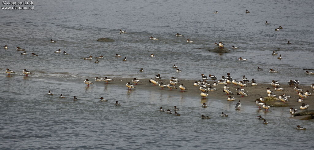 Common Merganser