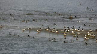 Common Merganser