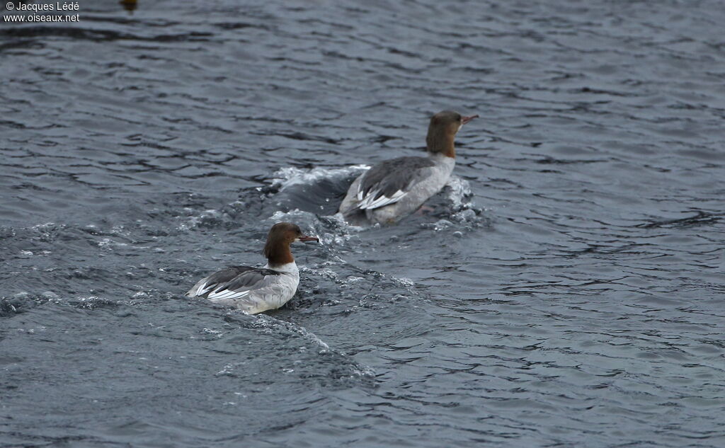 Common Merganser