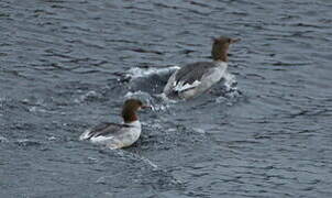 Common Merganser