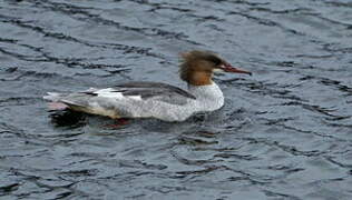 Common Merganser