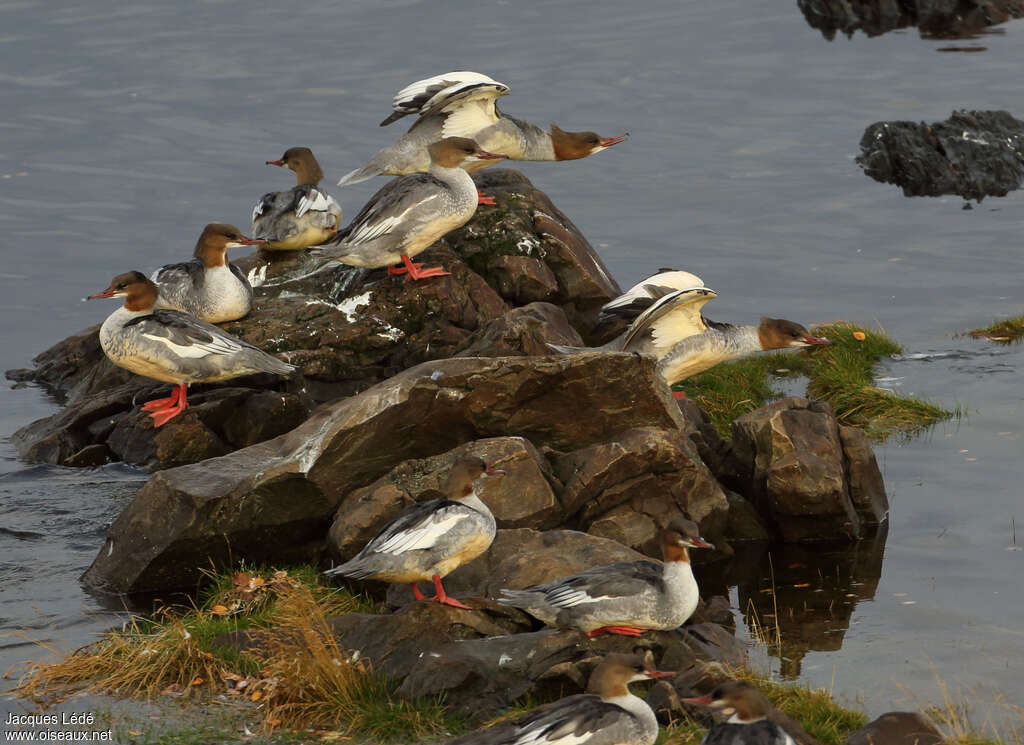 Harle bièvreadulte, habitat, Comportement