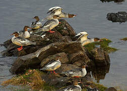 Common Merganser