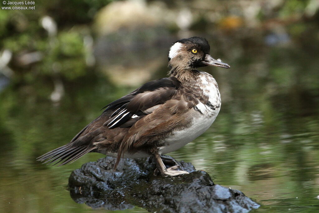 Hooded Merganser