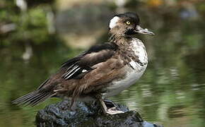 Hooded Merganser