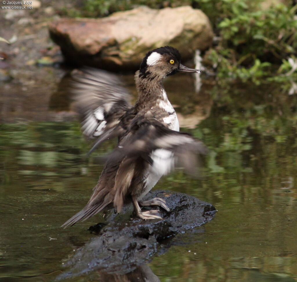 Hooded Merganser