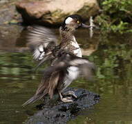 Hooded Merganser