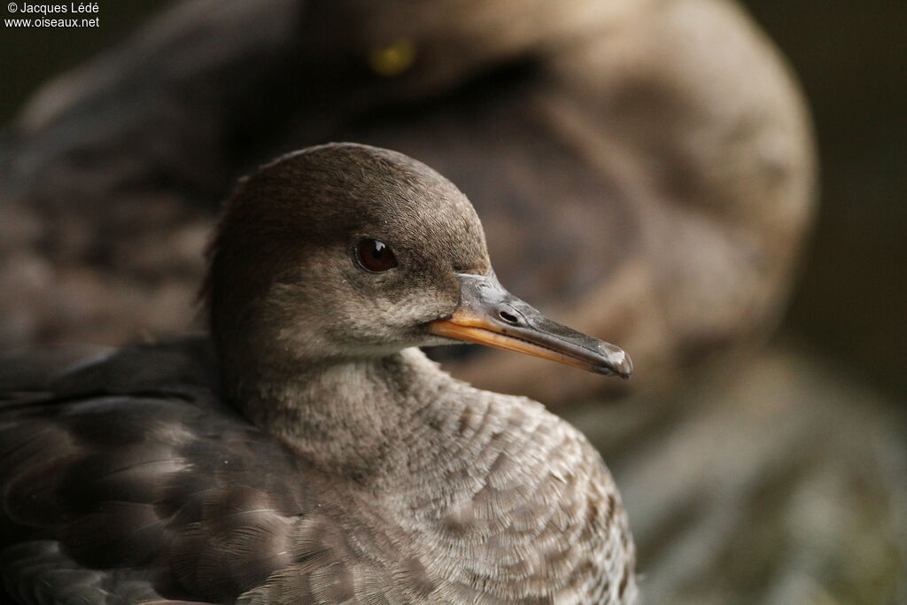 Hooded Merganser