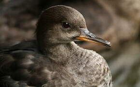 Hooded Merganser