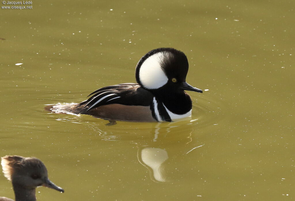 Hooded Merganser