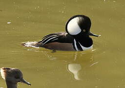 Hooded Merganser