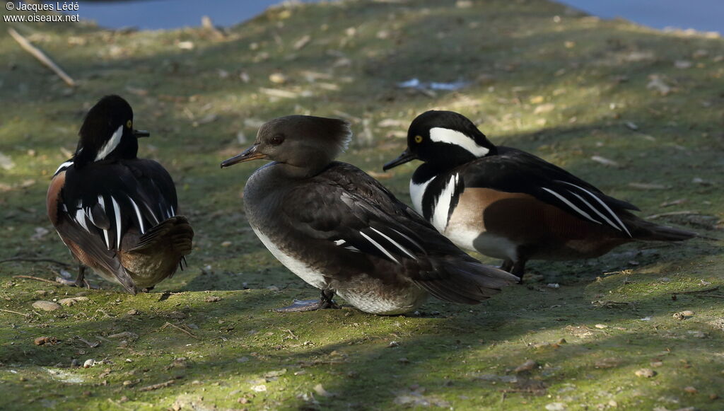 Hooded Merganser