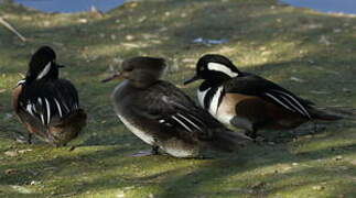 Hooded Merganser