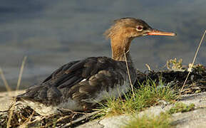 Red-breasted Merganser