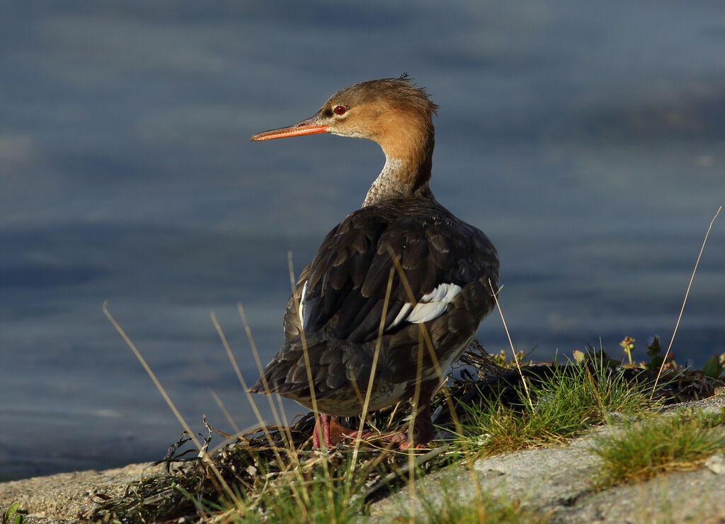 Red-breasted Merganser