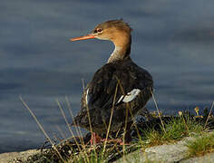 Red-breasted Merganser