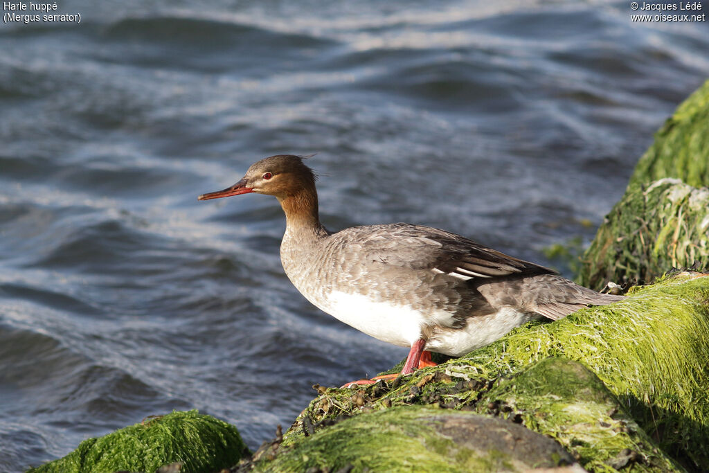 Red-breasted Merganser