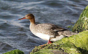 Red-breasted Merganser