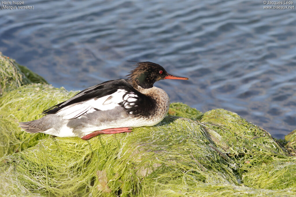 Red-breasted Merganser