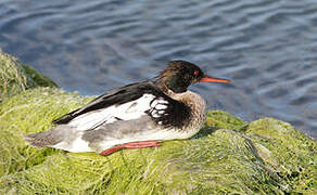 Red-breasted Merganser