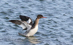 Red-breasted Merganser