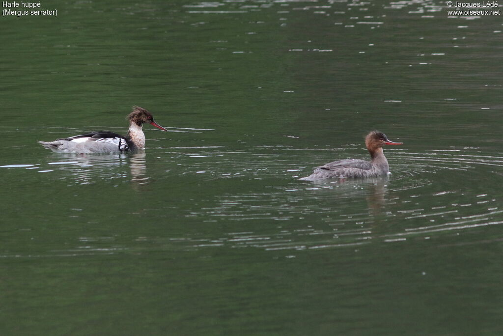 Red-breasted Merganser