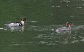 Red-breasted Merganser