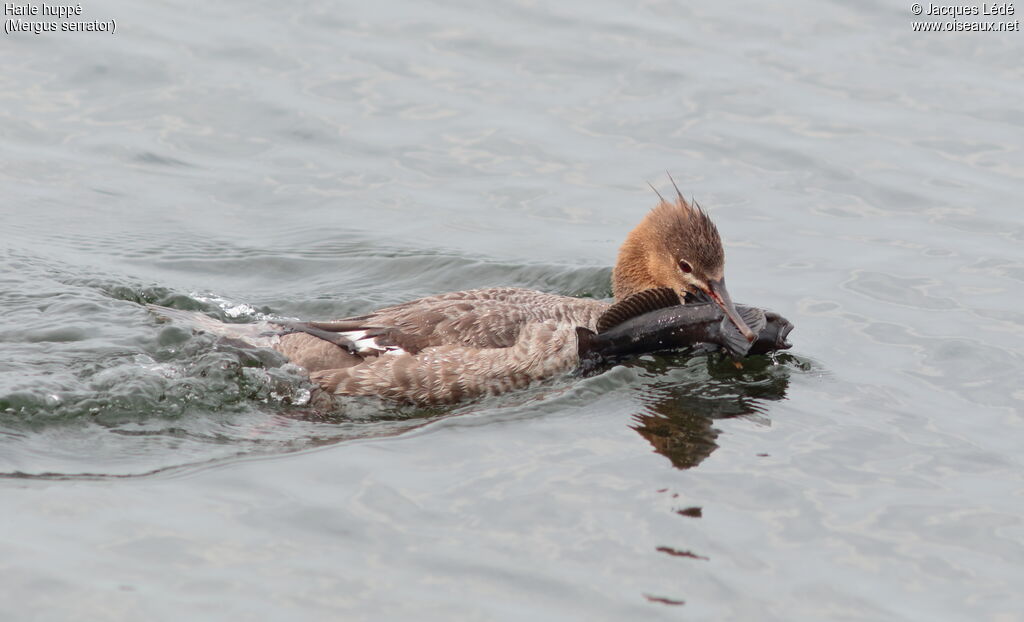 Red-breasted Merganser