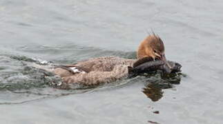 Red-breasted Merganser