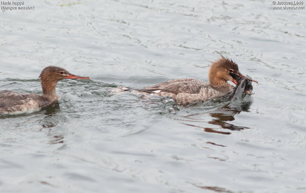 Red-breasted Merganser