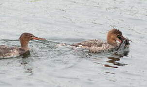 Red-breasted Merganser