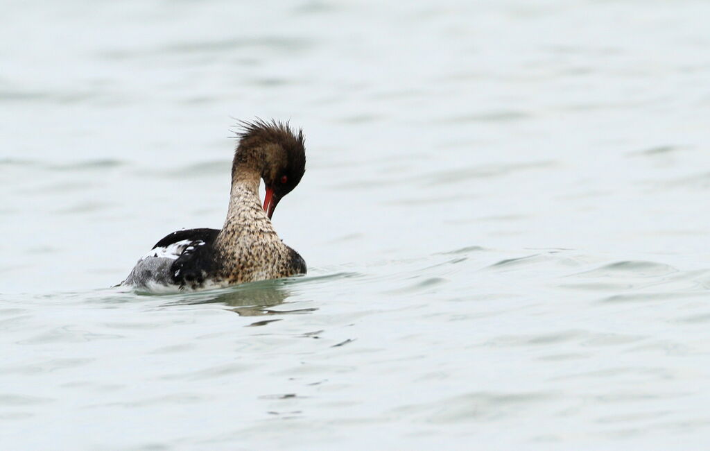 Red-breasted Merganser male