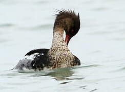 Red-breasted Merganser