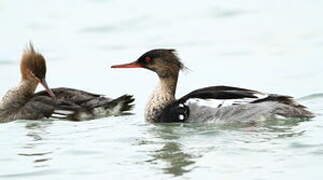 Red-breasted Merganser