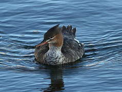 Red-breasted Merganser