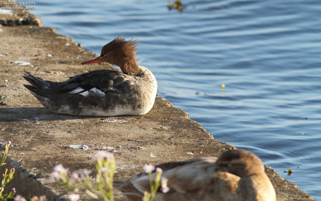 Red-breasted Merganser