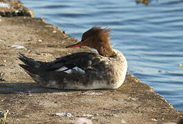 Red-breasted Merganser