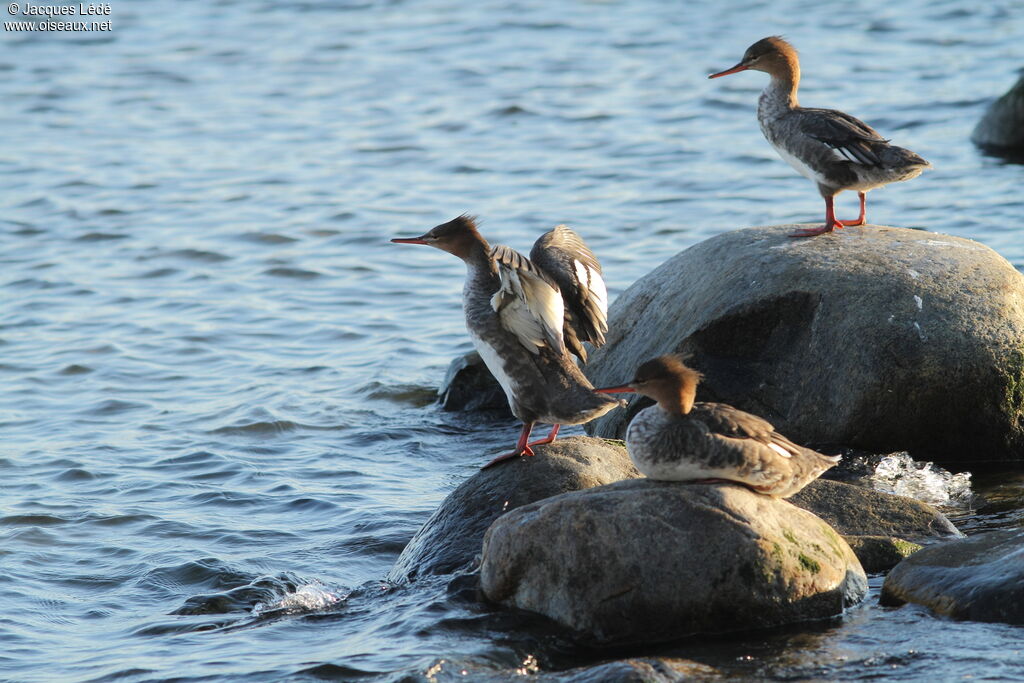 Red-breasted Merganser