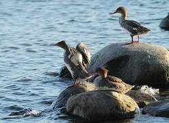 Red-breasted Merganser