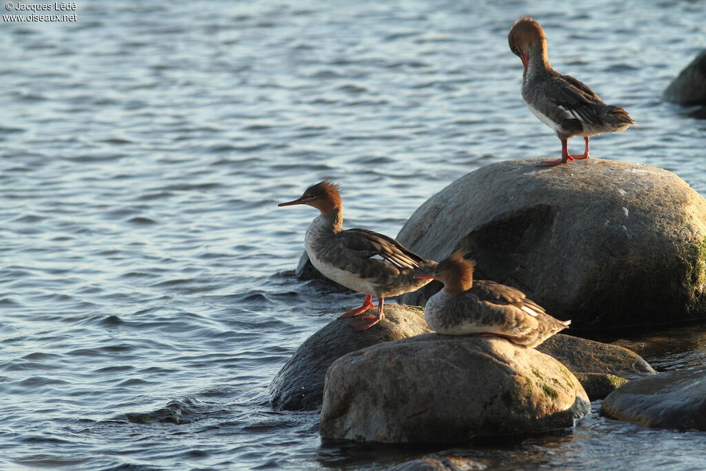 Red-breasted Merganser