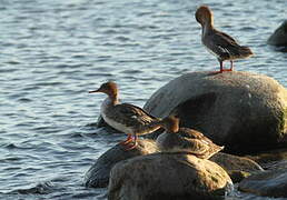 Red-breasted Merganser