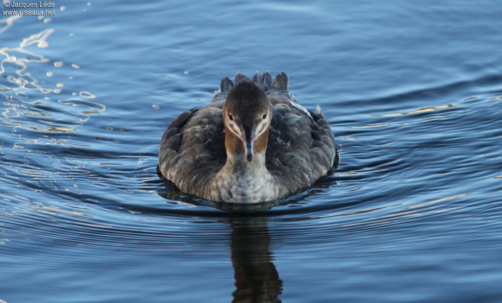 Red-breasted Merganser