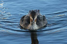 Red-breasted Merganser