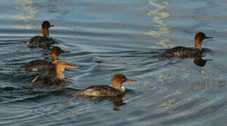 Red-breasted Merganser