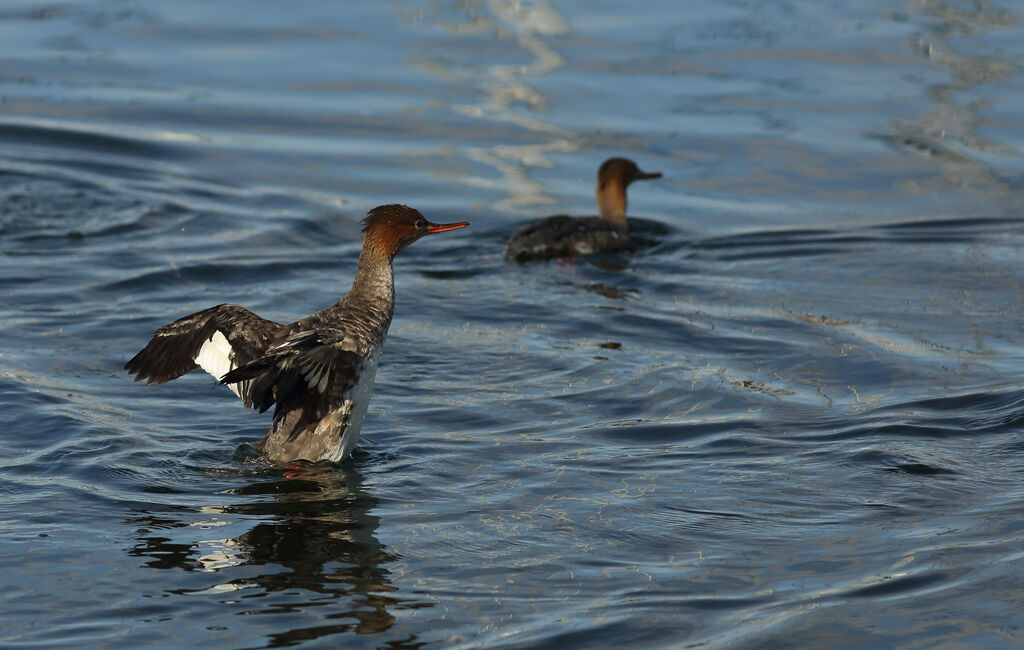 Red-breasted Merganser