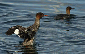 Red-breasted Merganser