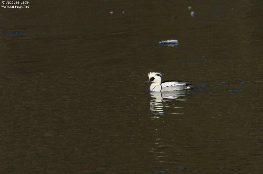 Smew